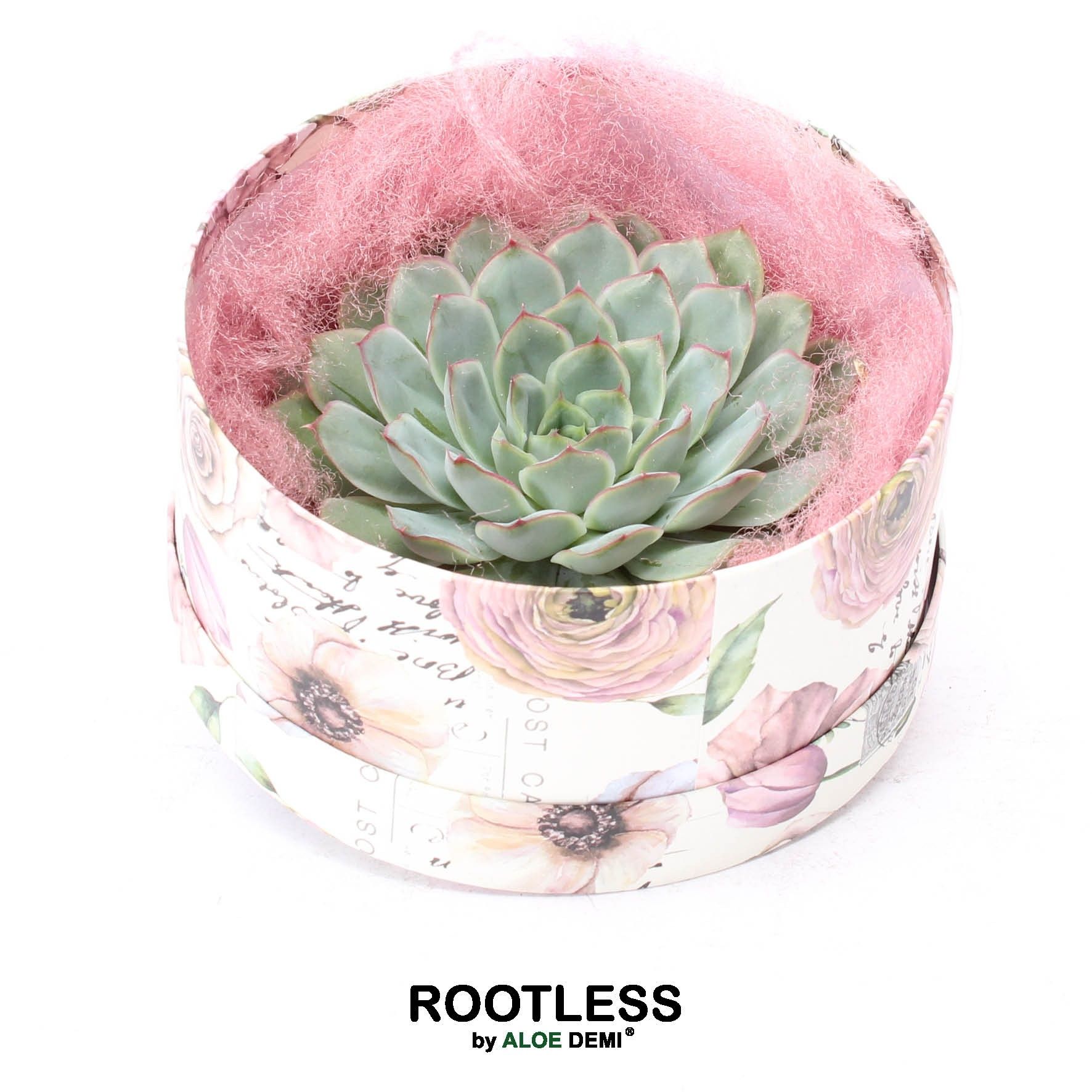 ROOTLESS Echeveria pulidonis, Love box, D 16