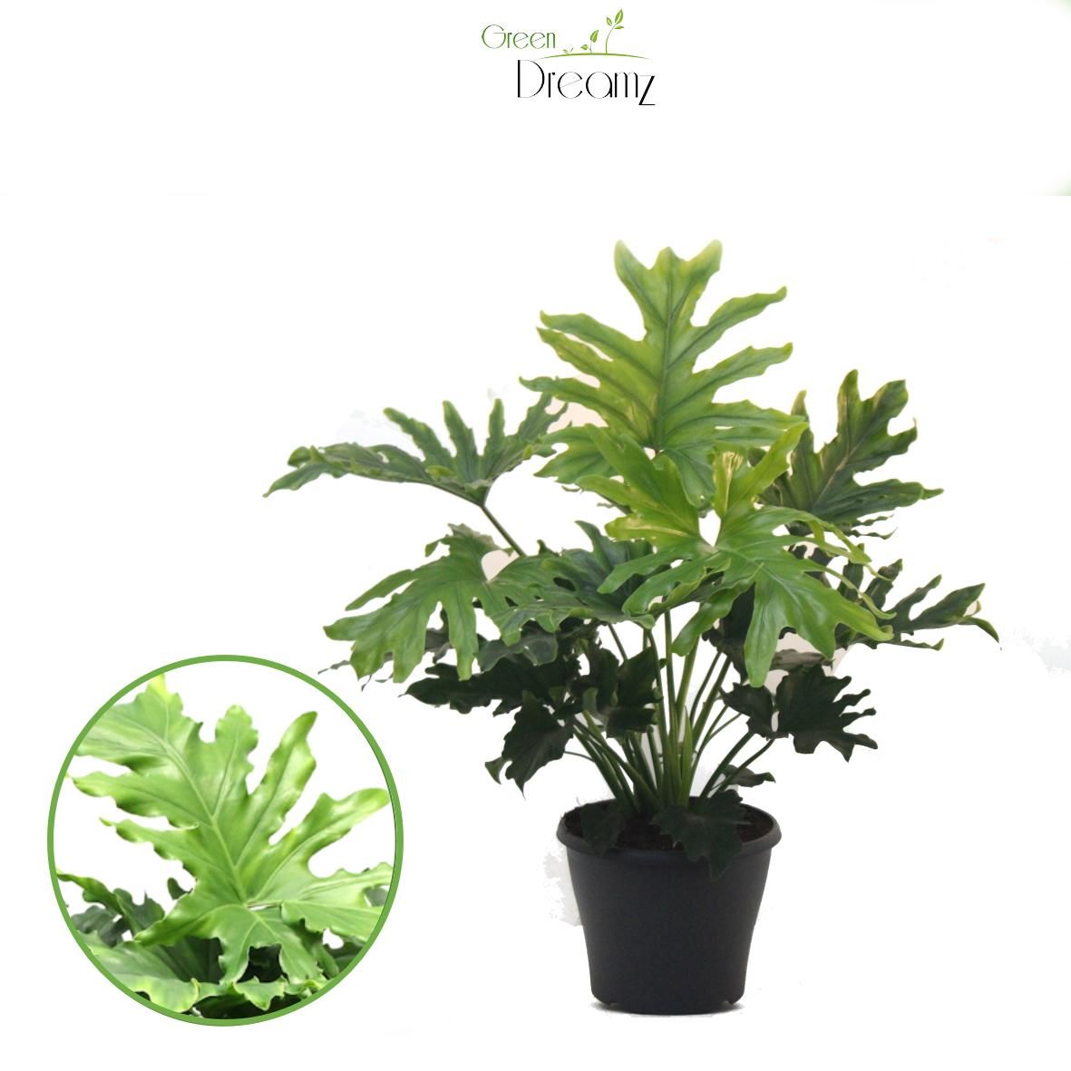 Philodendron Hope, D 29