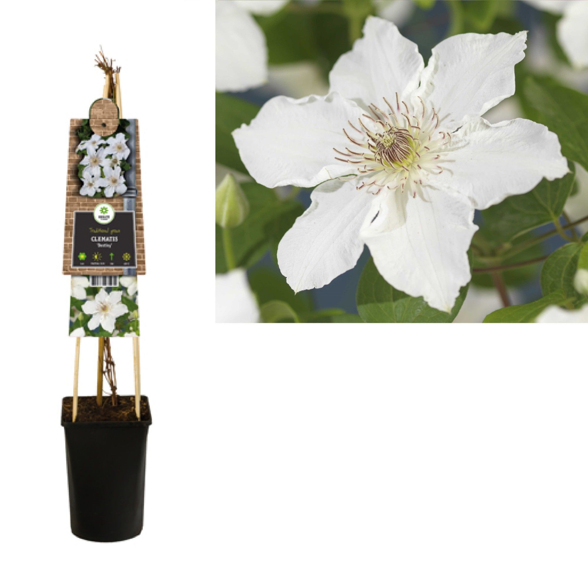 Clematis 'Destiny' +3.0 label, D 17 cm