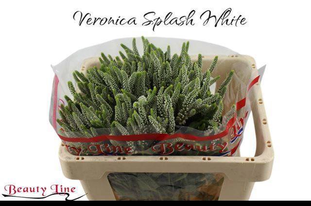 Вероника Скайлер Вайт 55 (бел.), шт.