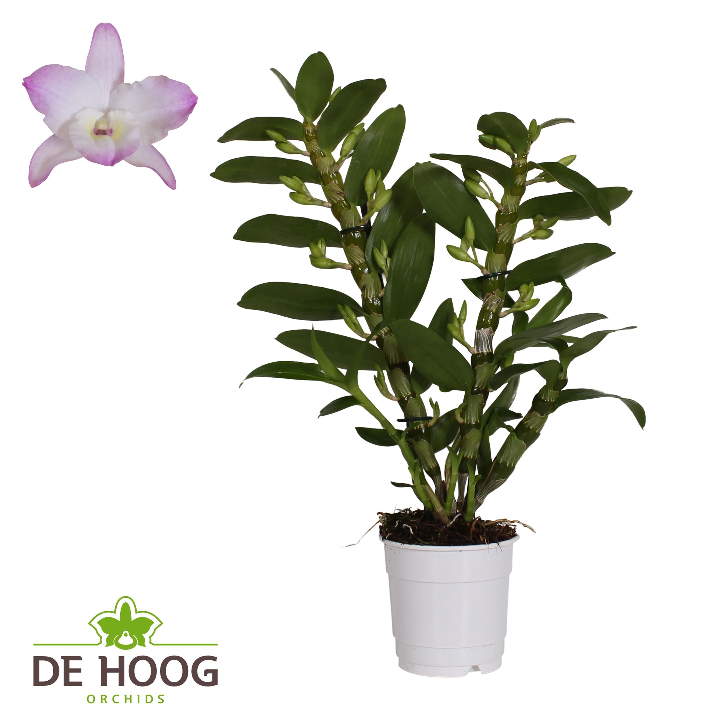 Dendrobium Nobile Kumiko 2 stam 14+ tros De Hoog, D 12