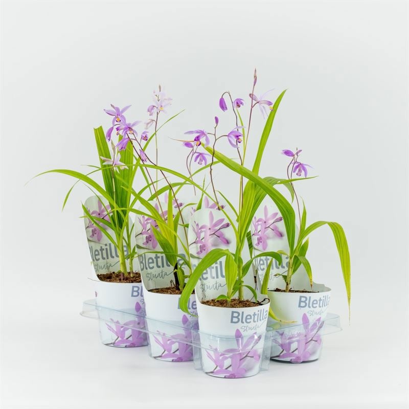 Bletilla roze 12 cm incl. potcover, D 12
