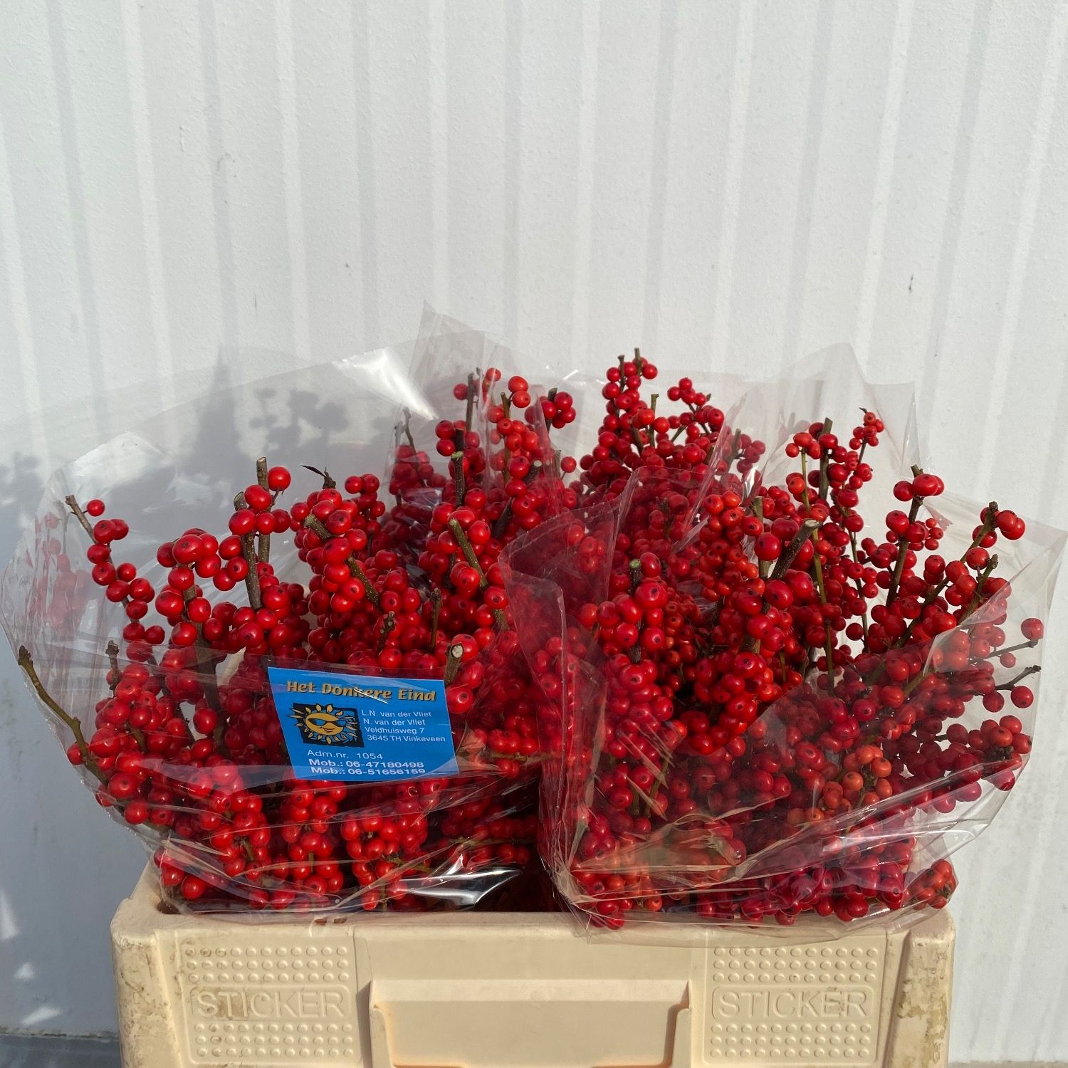 Илекс Красные ягоды 50, шт.