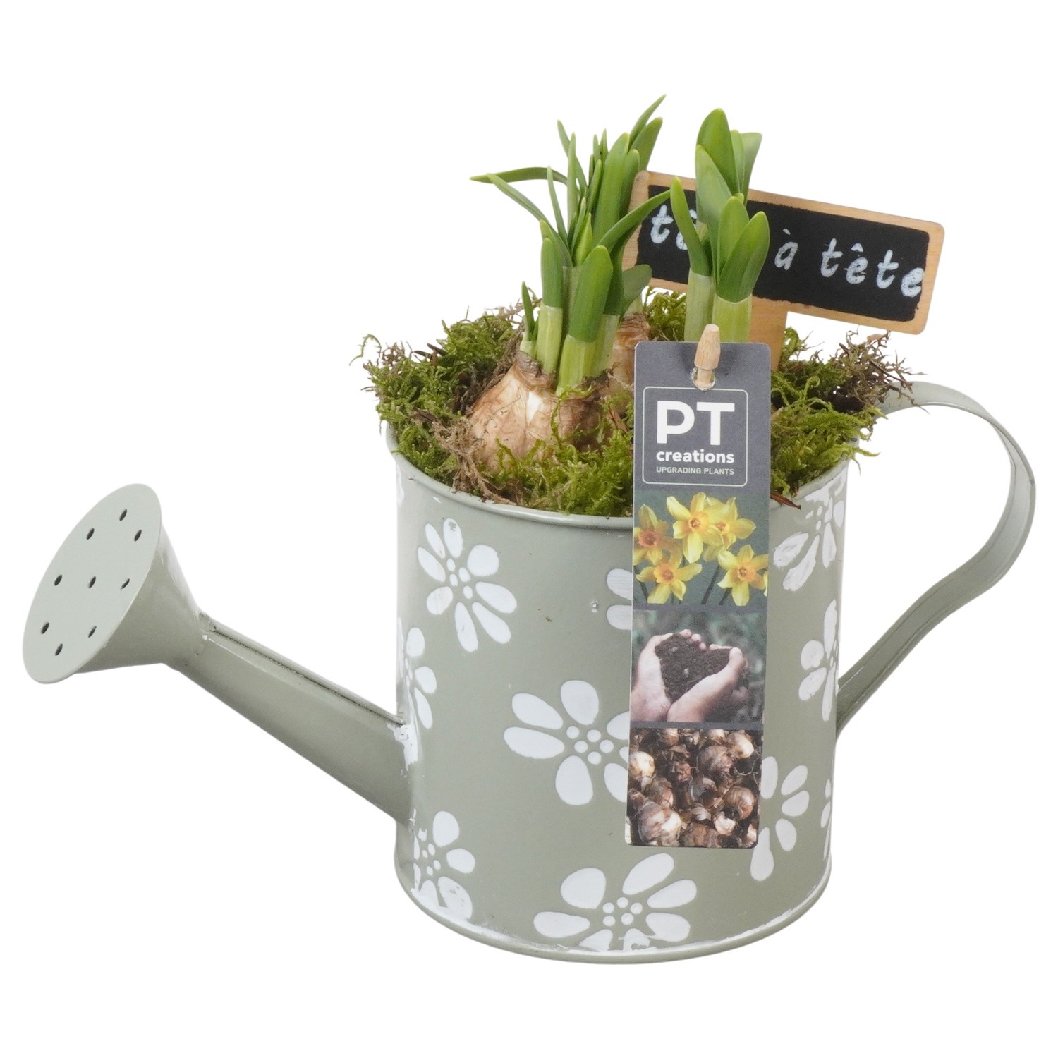 PTN8570 Arrangement Narcissus in zink gieter, D 11