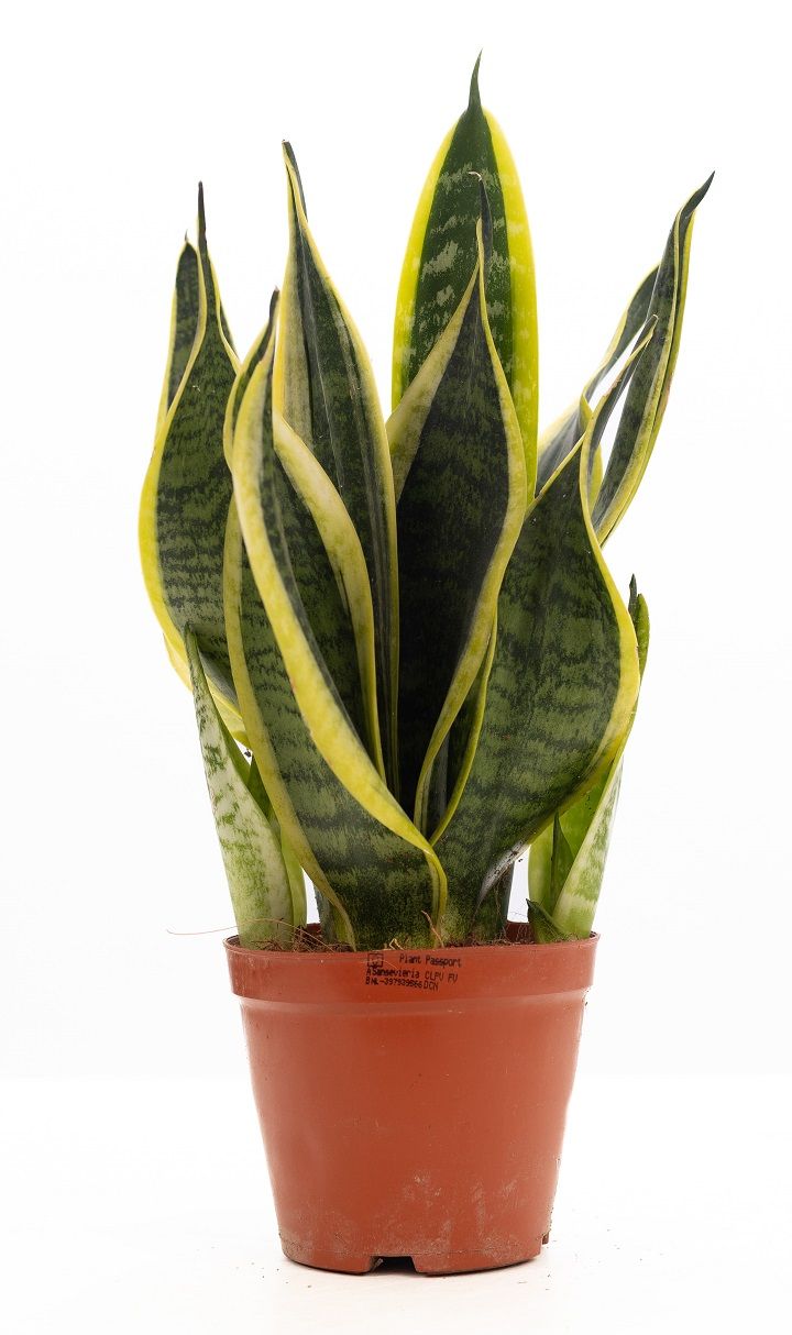 Sansevieria Trifasciata "Futura Superba" P&PURE Collection, D 12