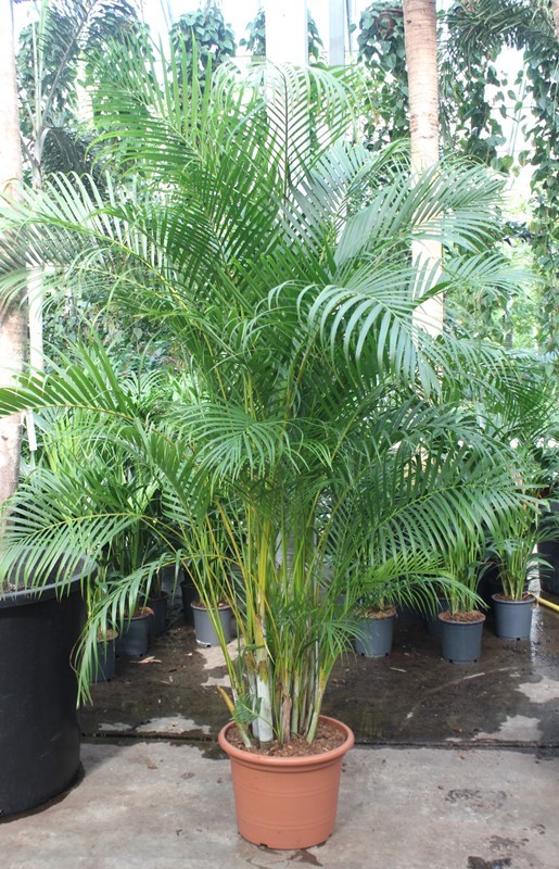 Dypsis lutescens (Areca), D 45 cm Dypsis lutescens (Areca), D 45 cm