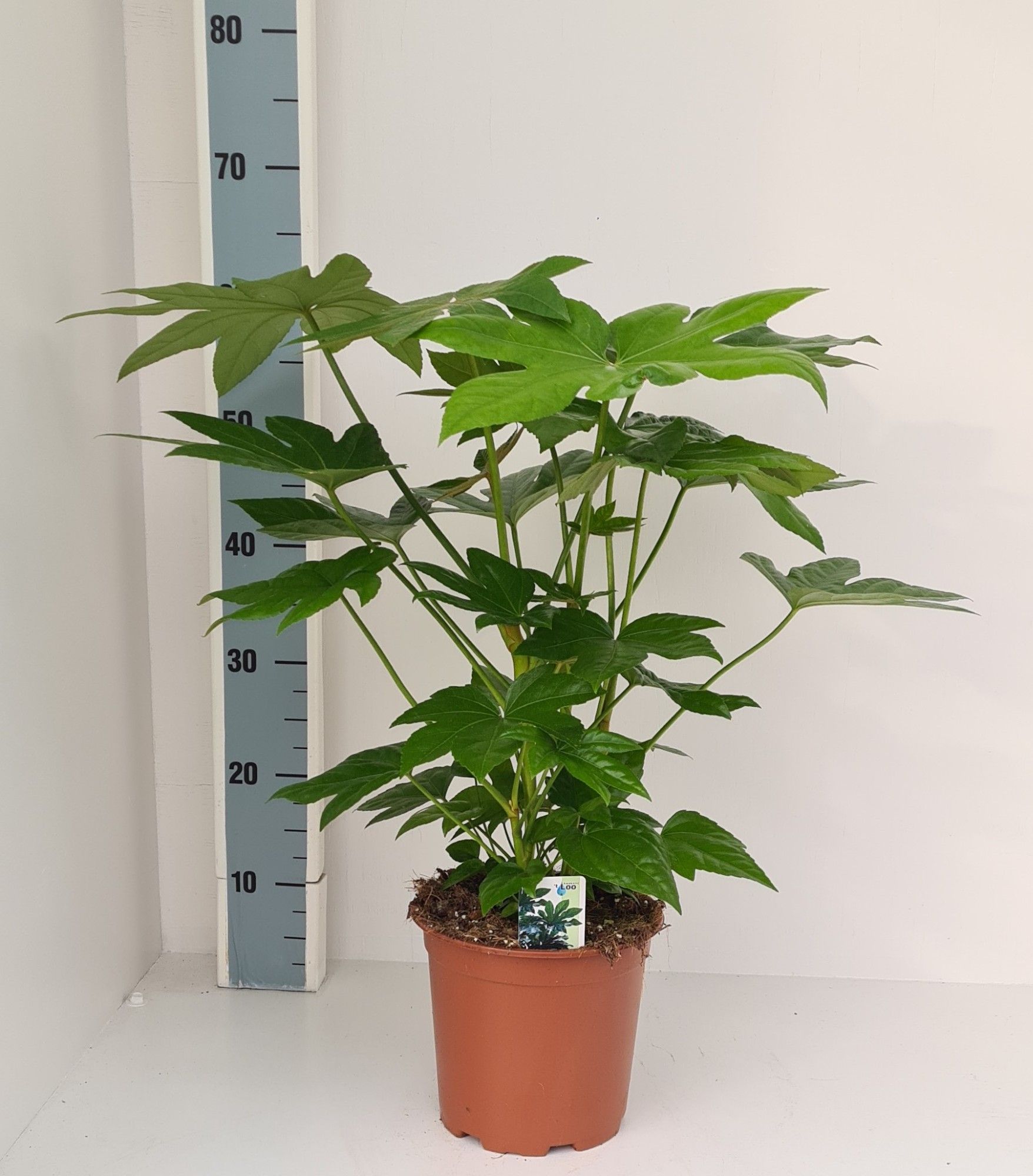 Fatsia japonica, D 19 cm