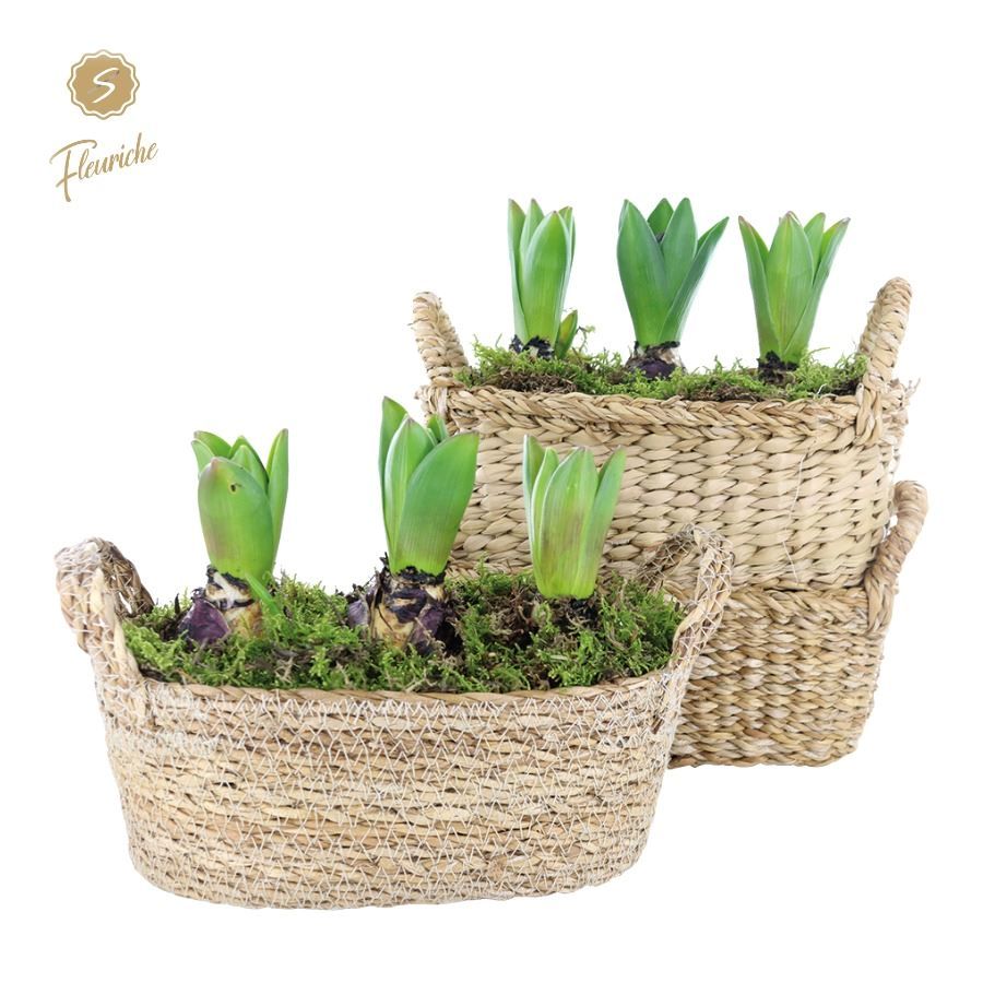 (3703) Hyacint Hamar Oval 3PP Mos, D 26 cm