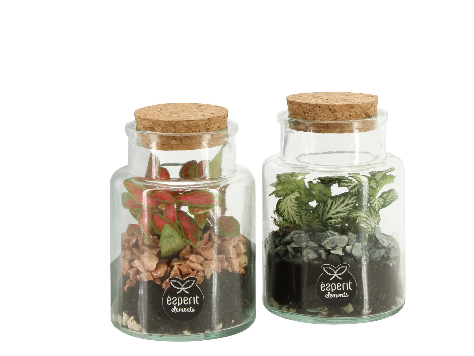 90834: Terrarium arrangement, D 7 cm 90834: Terrarium arrangement, D 7 cm