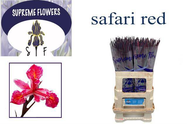 Ирис Овериг, шт.