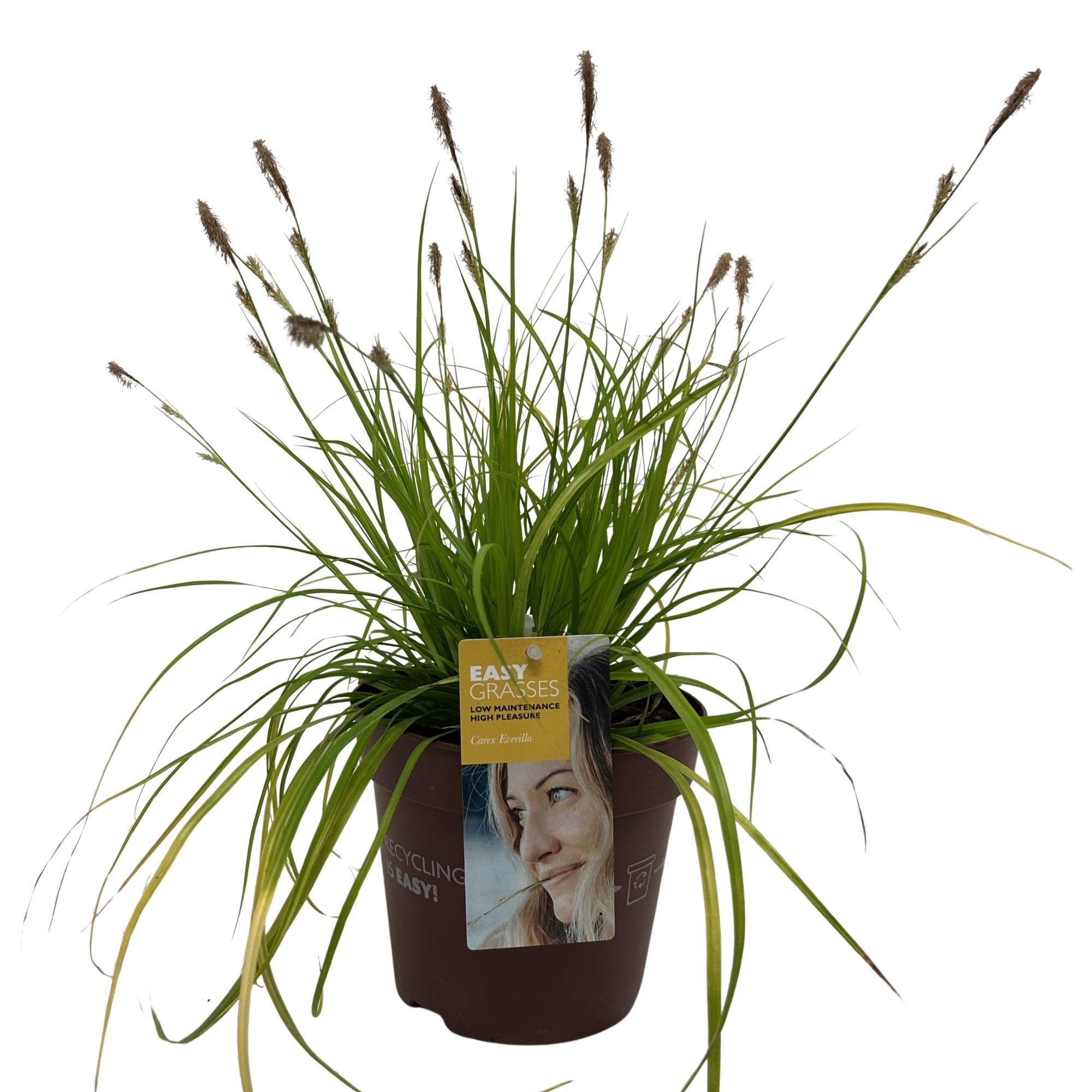 Carex oshimensis Everillo, D 17
