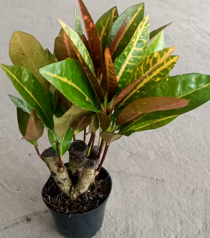 Фикус 90 Вариегатный Лиф Три 9 25