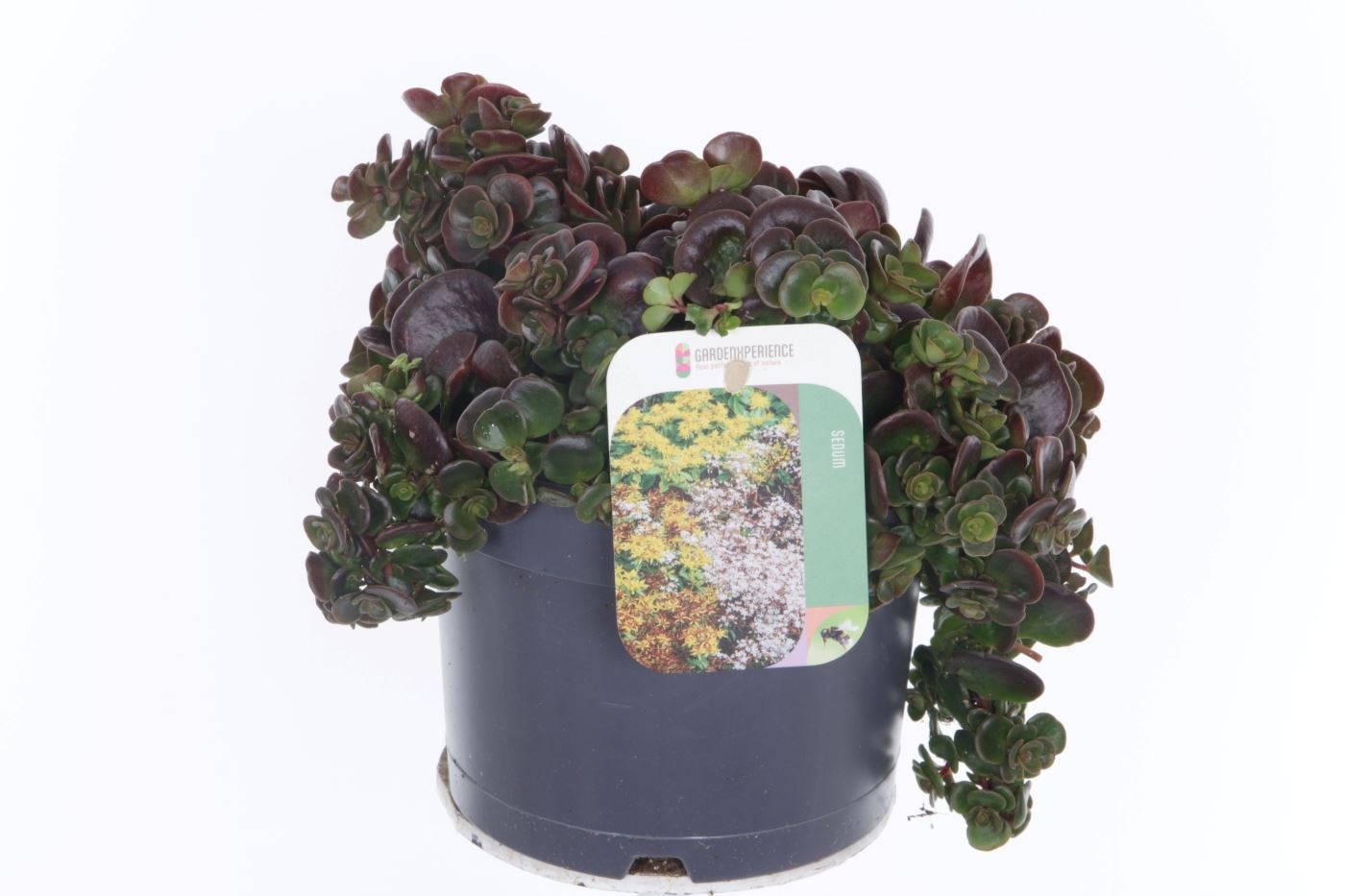 Sedum makinoi, D 17 cm Sedum makinoi, D 17 cm