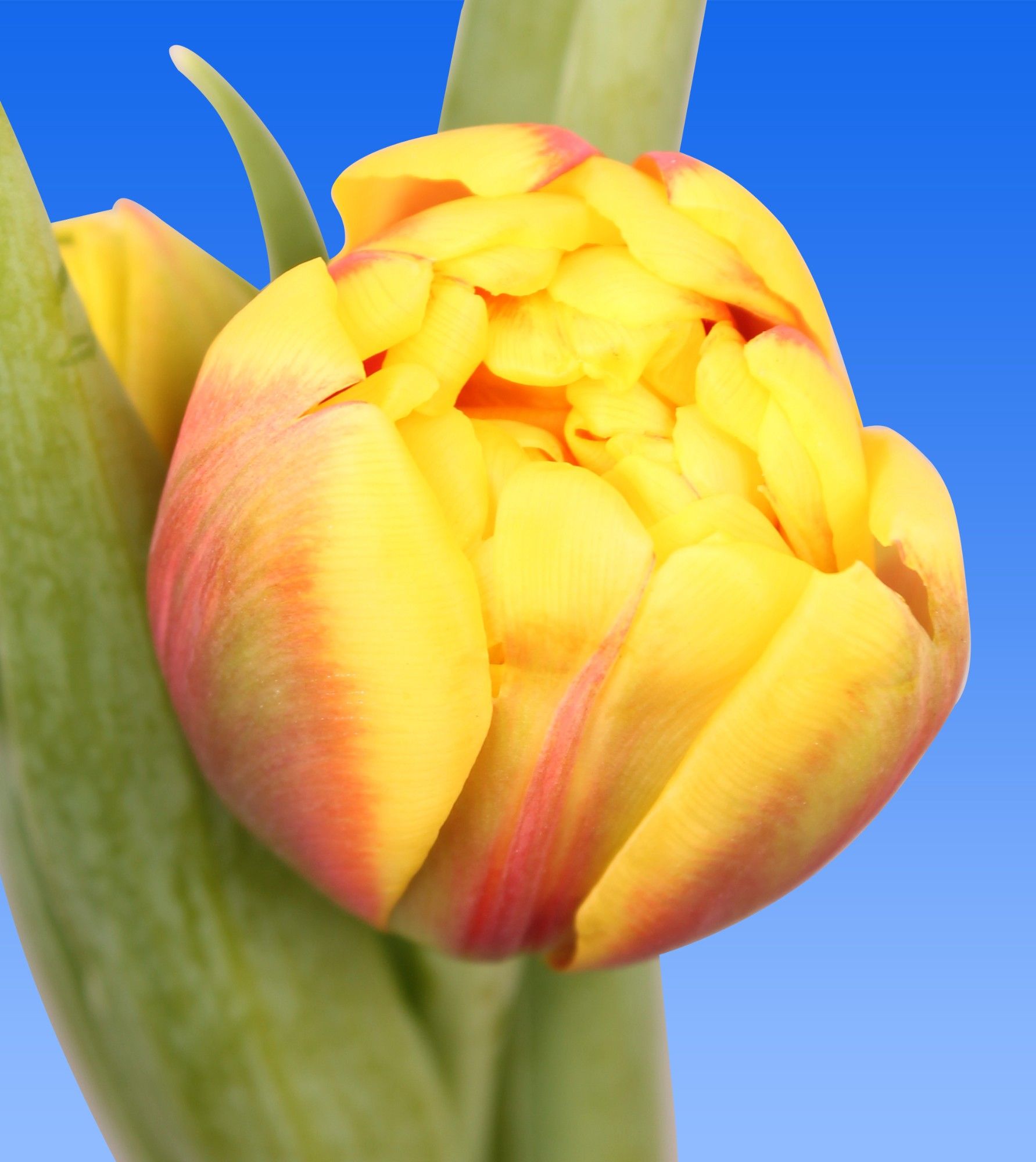 Тюльпан дв. Шелл, шт. Тюльпан дв. Шелл, шт.