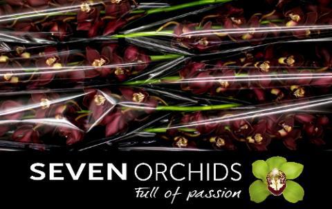 Цимбидиум Привайн x6 80, шт.