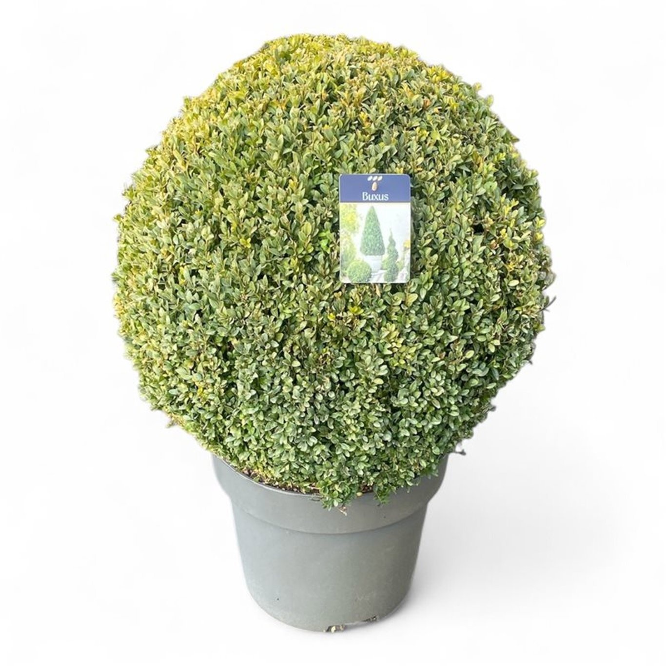 Buxus semp. Bol 60-65 cm c24/p40, D 40 cm