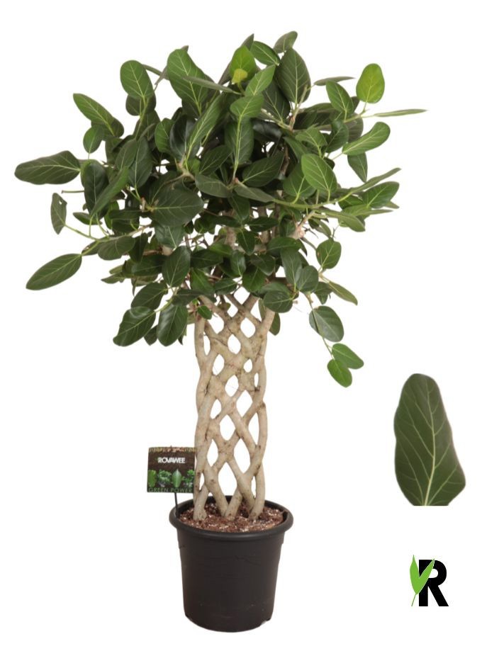 Ficus bengh. Audrey gevlochten mat, D 32