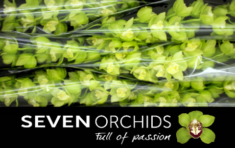 Цимбидиум Минт Айс 80 (зел.) x6, шт.