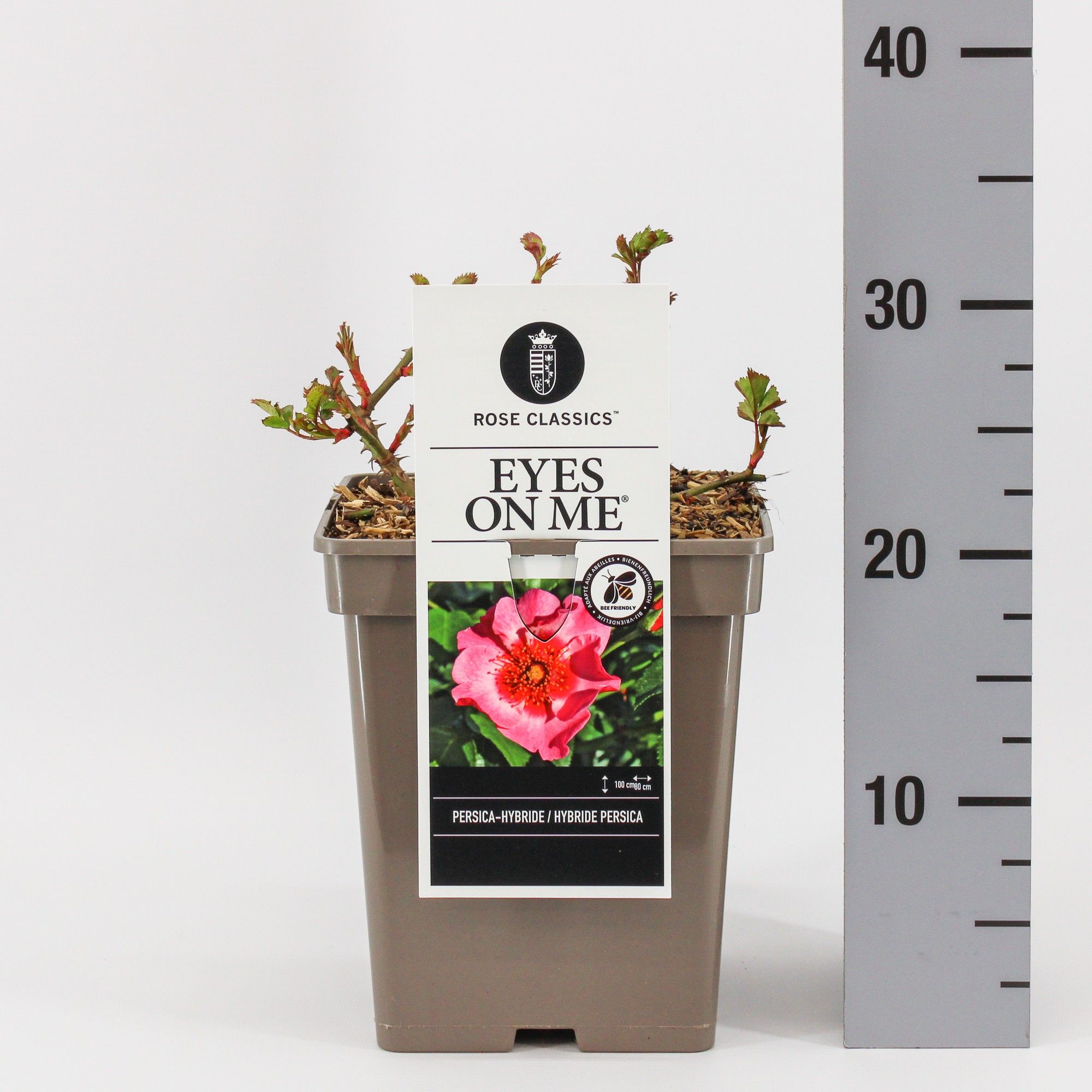 Rosa Persica Eyes on me ®, C5, D 23