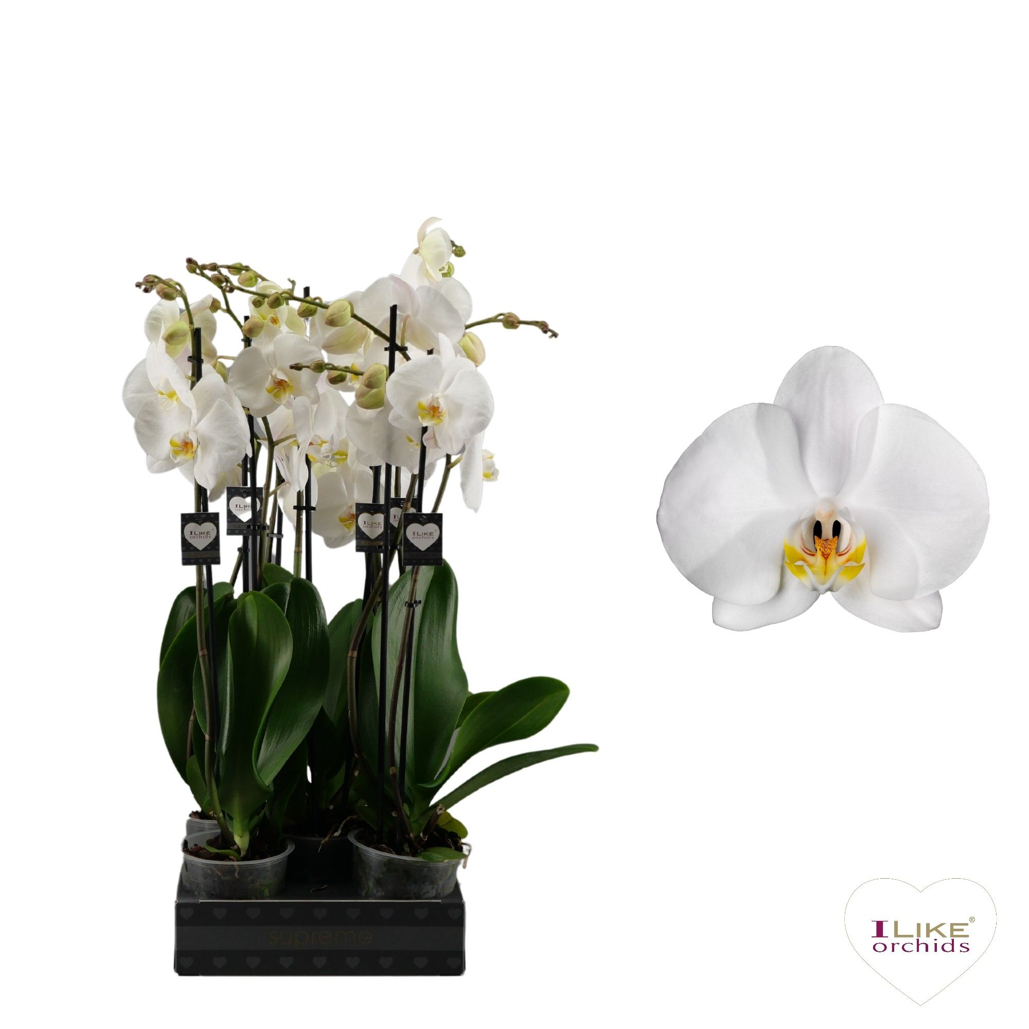 Phalaenopsis Cambridge - 2 tak 60cm, D 12 cm Phalaenopsis Cambridge - 2 tak 60cm, D 12 cm