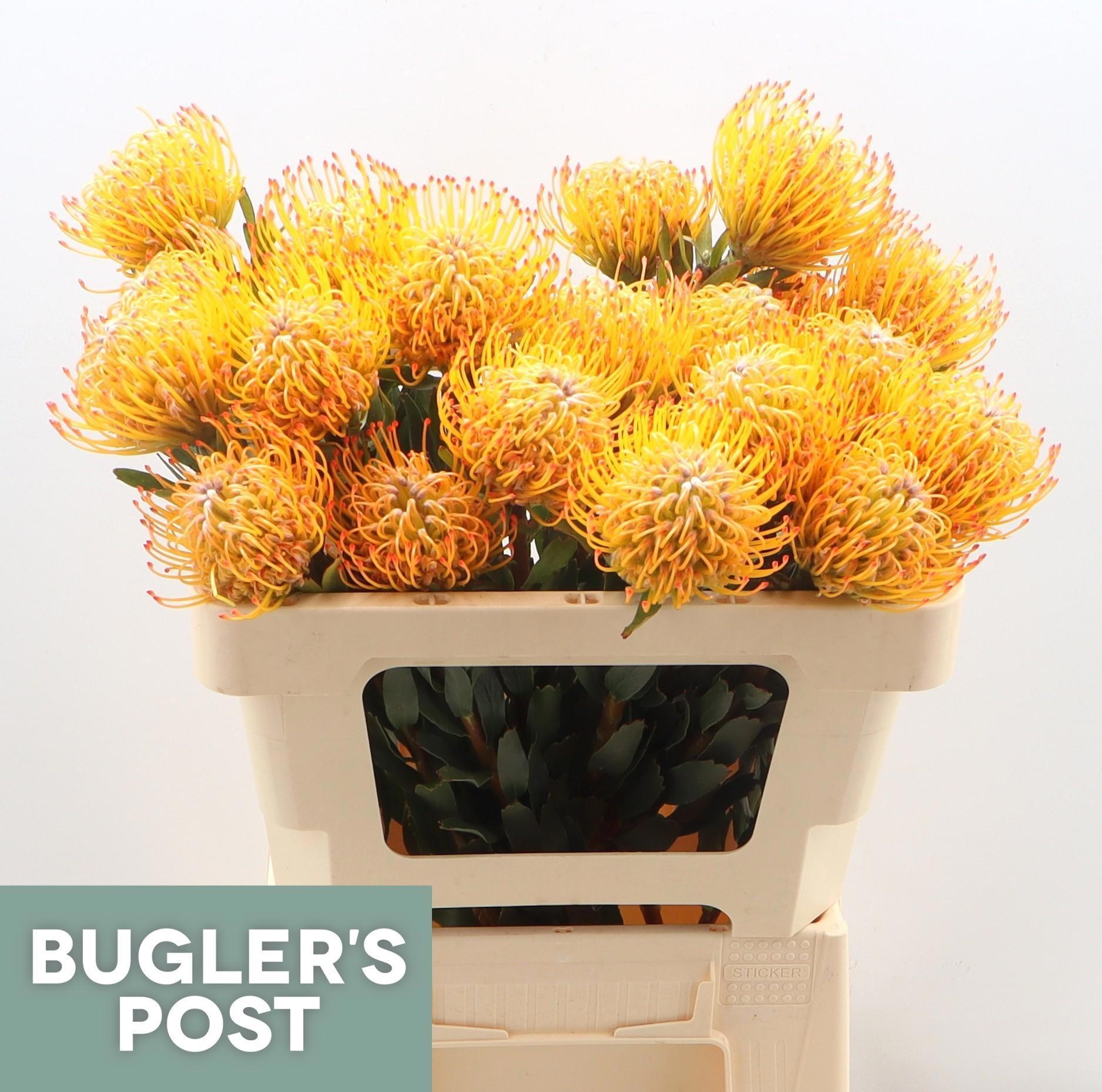 Нутанс Айоба Сан 50, шт.