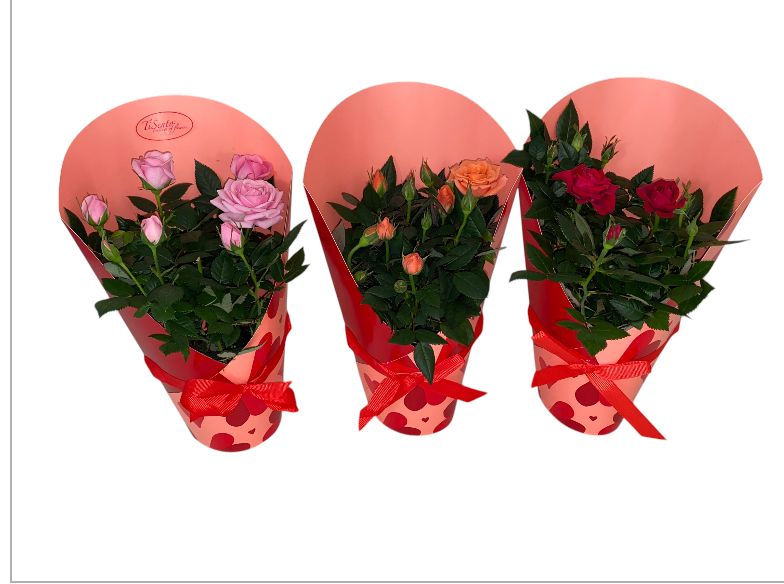 Potroos 10.5 cm - Cadeaucover Hart gift from hart met touw, D 10