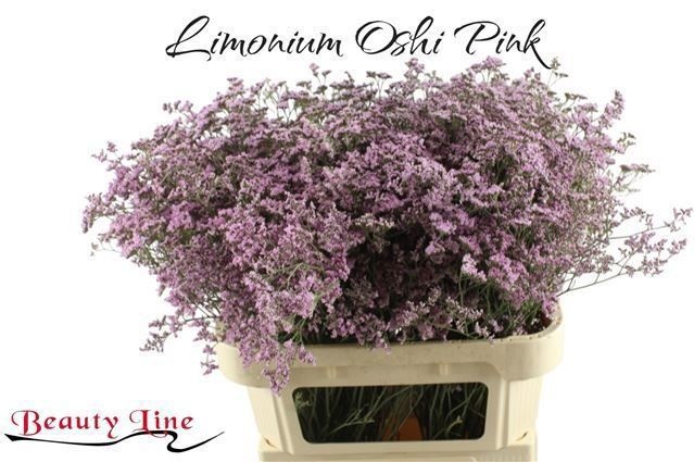 Лимониум Сафора Оши Пинк 80, шт.