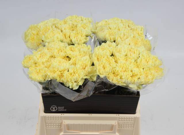 Диантус од. Гермес, шт.