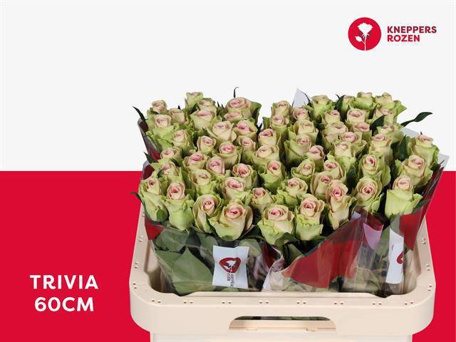Роза од. Тривиа 60, шт.