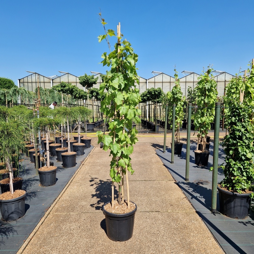 Vitis 'Bianca', D 49 cm