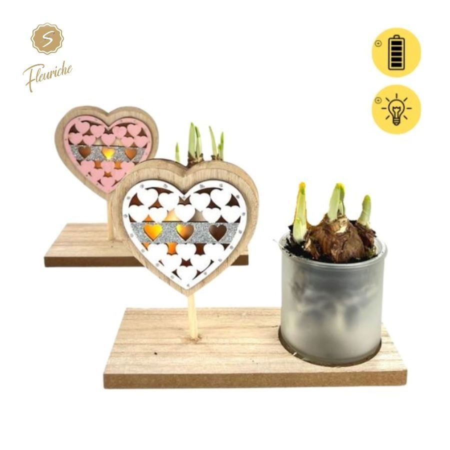 (9701) Narcissus Pink Valentijn 1PP, D 19