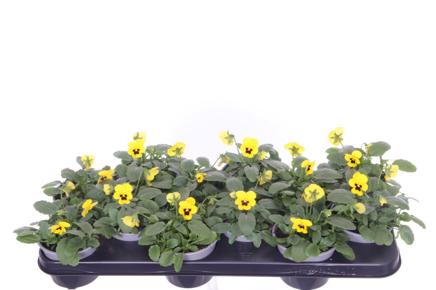 Viola cornuta Sorbet Yellow Blotch, D 11 cm