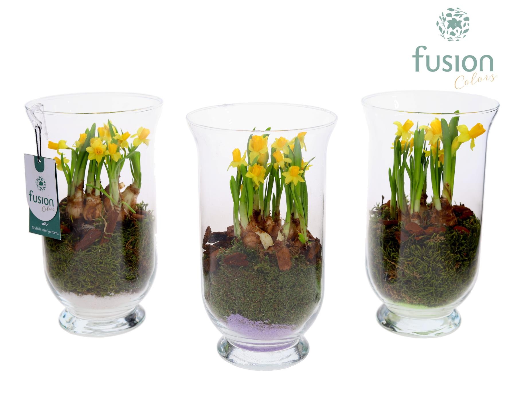 Glas Arizona met Narcis, D 15