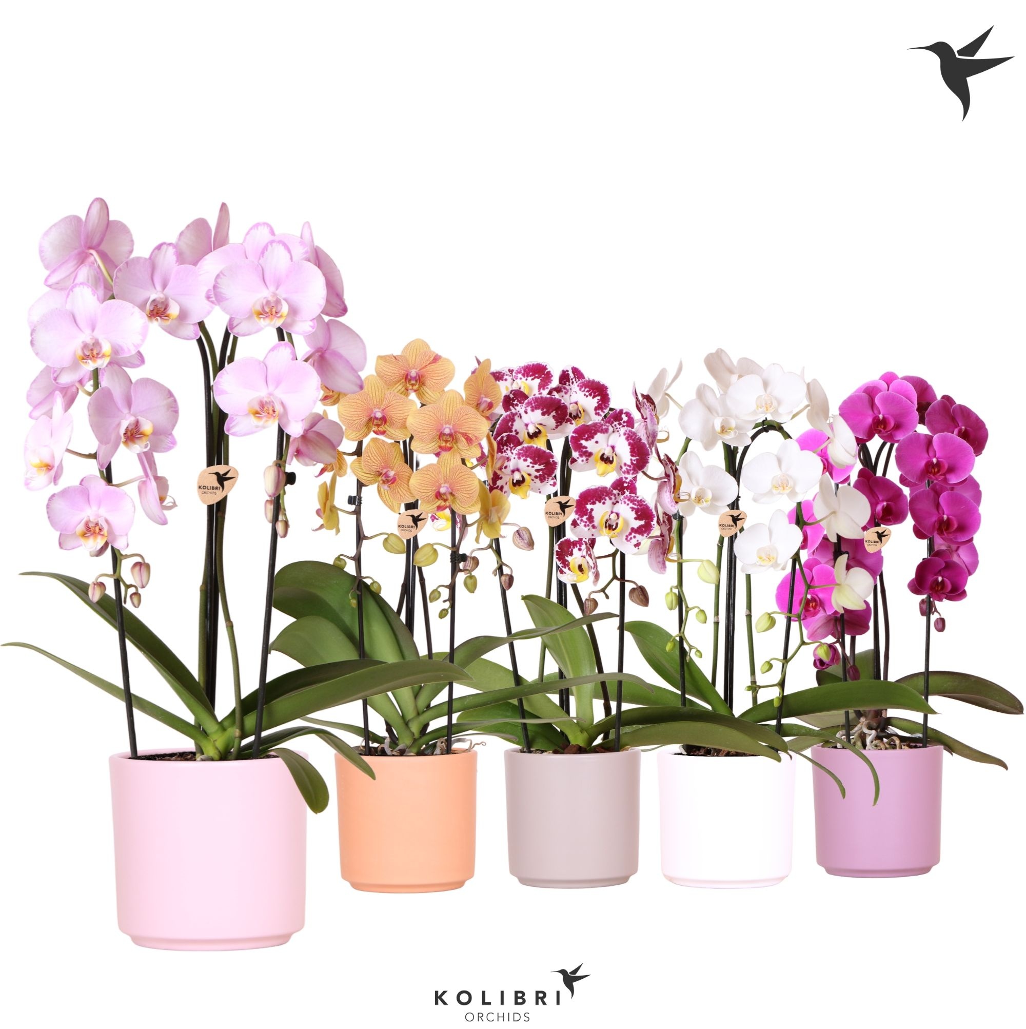 Kolibri Orchids Cascade Niagara Fall mix 2 spike in Simplicity pot mix, D 12