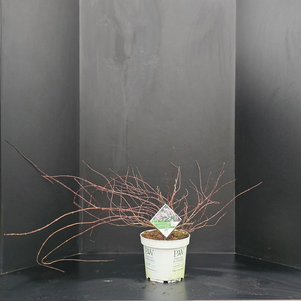 Deutzia Yuki Cherry Blossom, D 26