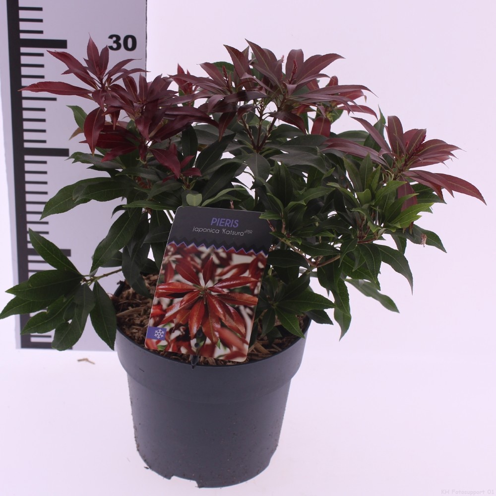 Pieris jap. 'Katsura', D 17