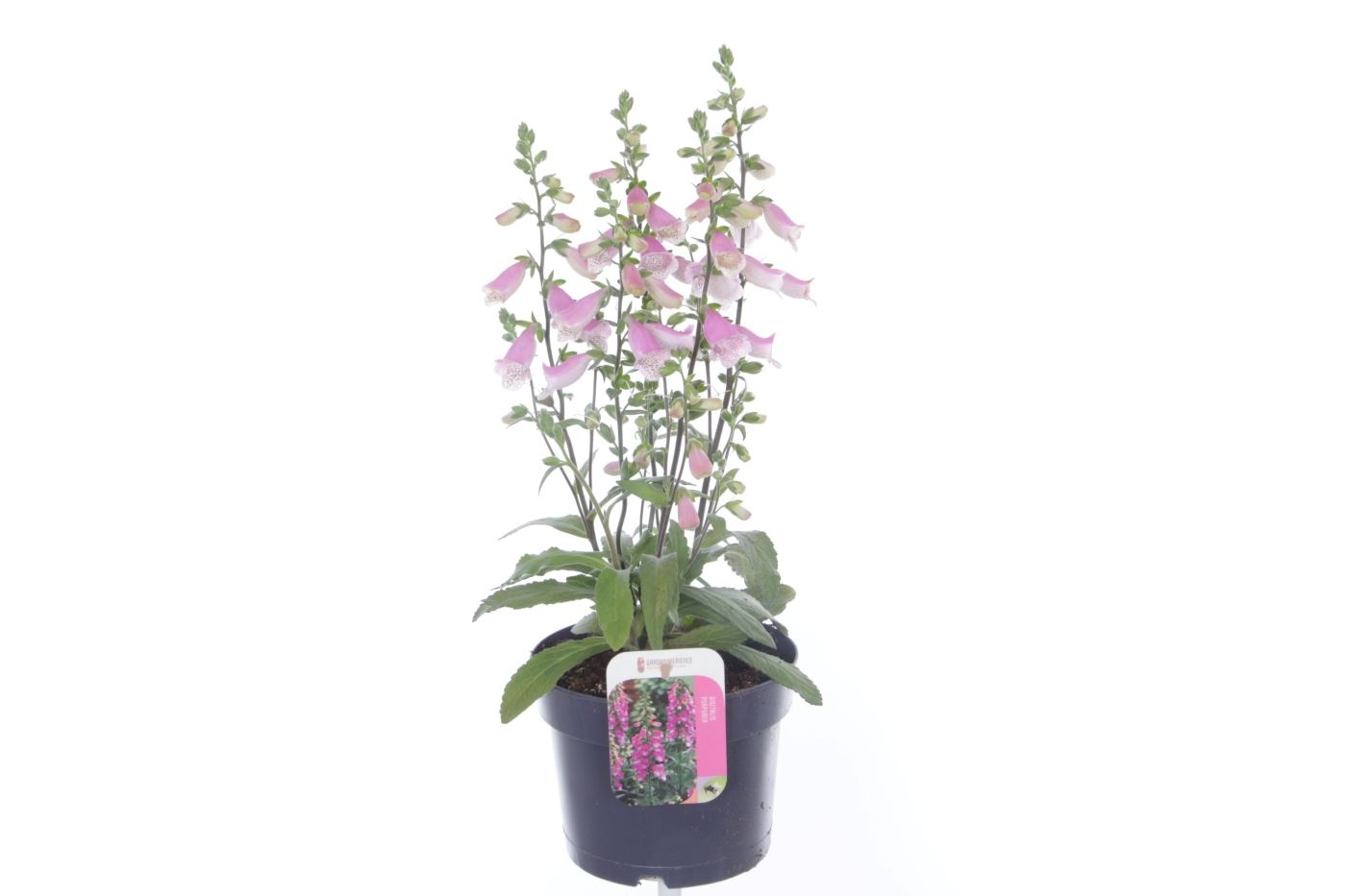 Digitalis Panther Deep Rose, D 17