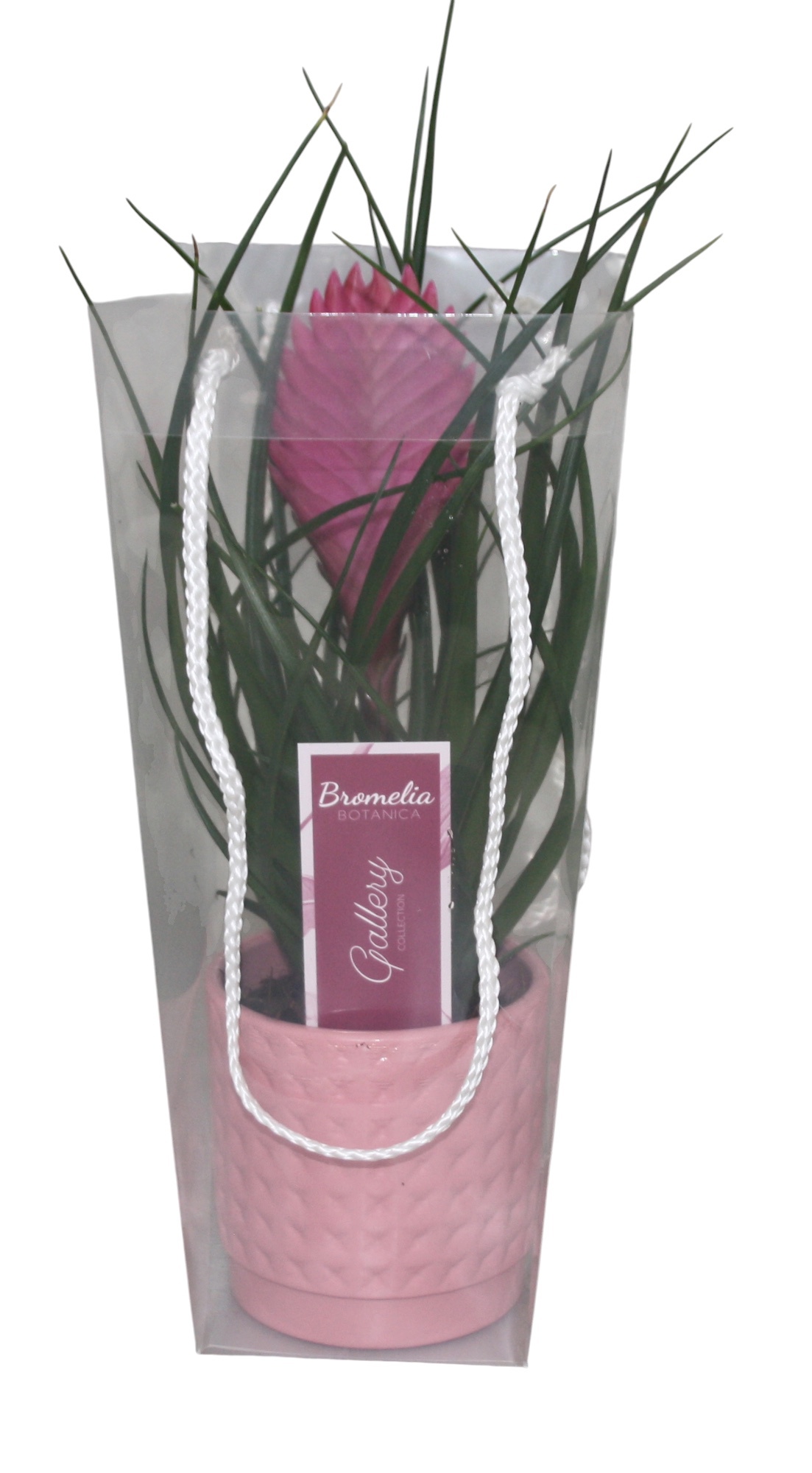 Tillandsia cyanea 'Anita' in roze ruit keramiek in blanco draagtas, D 10