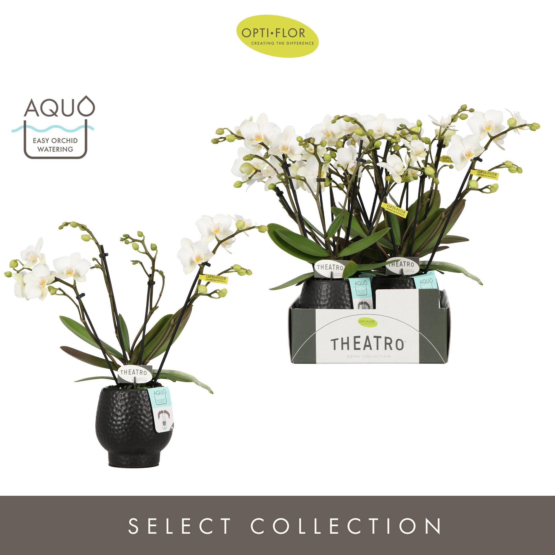 Theatro Funk 4 spike in Abruzzo Black Aquo, D 7