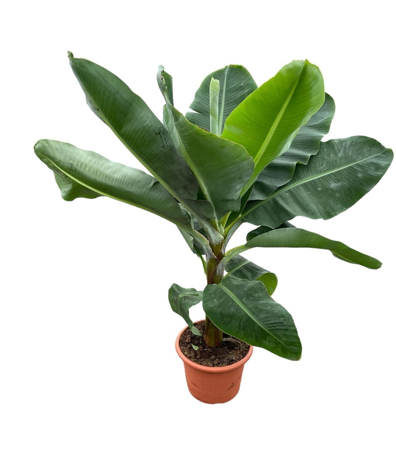 Musa dwarf cavendish XXL, D 35