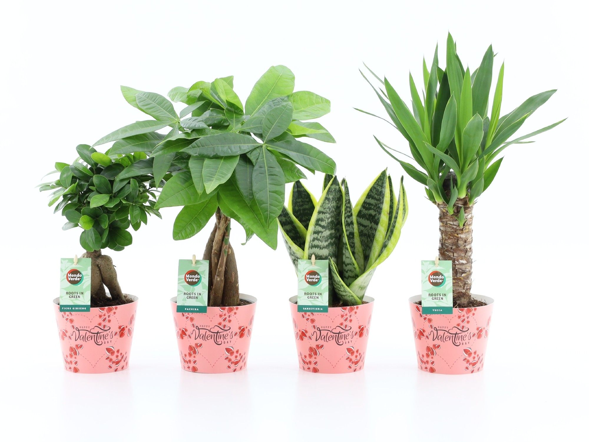 Amazone Mix in Potcover Valentine, D 12