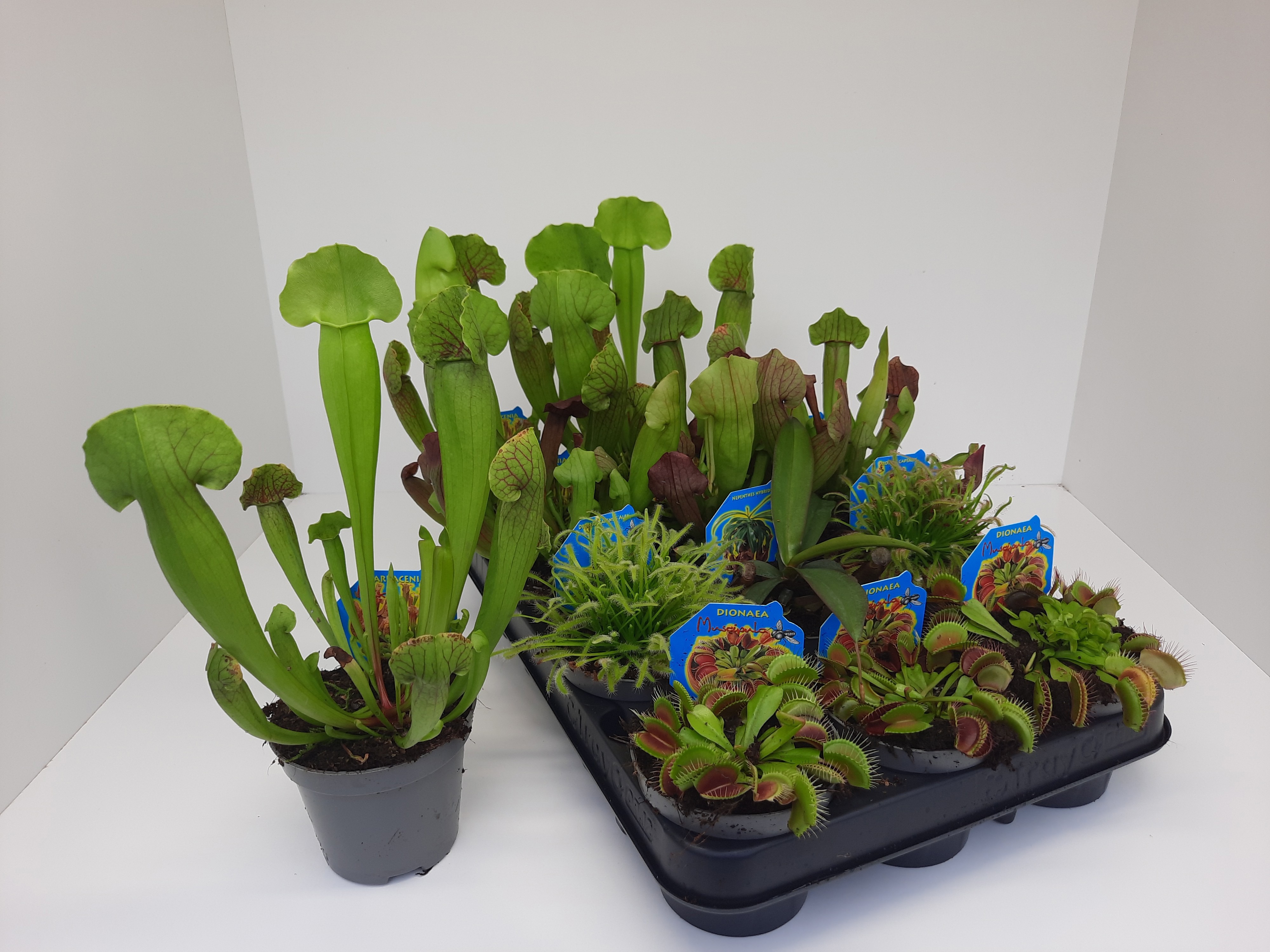 Vleesetende planten gemengd 6 soorten 9cm, D 9