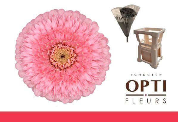 Гермини Помпон Пигги, шт.