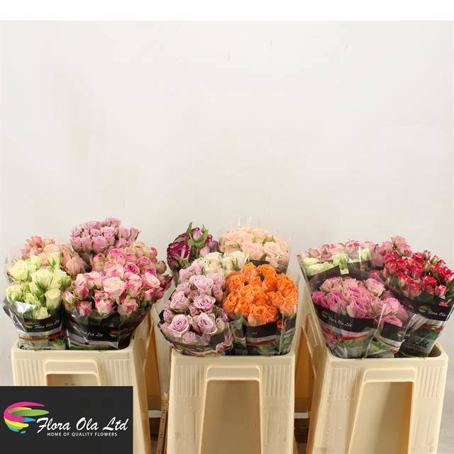 Роза куст. Микс в баке 50, шт.