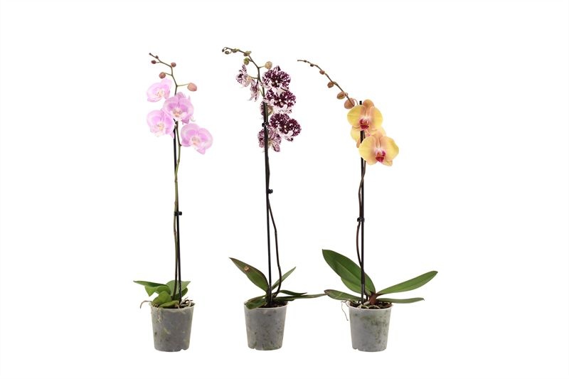 Phal mix 1T09+ ( 2 lg/dc ), D 12 cm