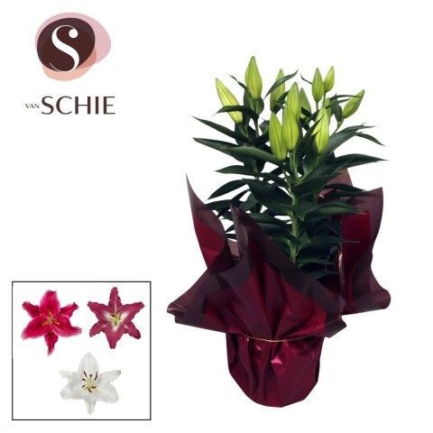 Oriental Mix p17 Rondella LUXE, D 17