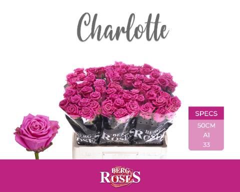 Роза од. Танго Шарлотт 50, шт.
