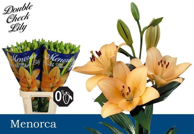 Лилия Менорка 95, шт. Лилия Менорка 95, шт.