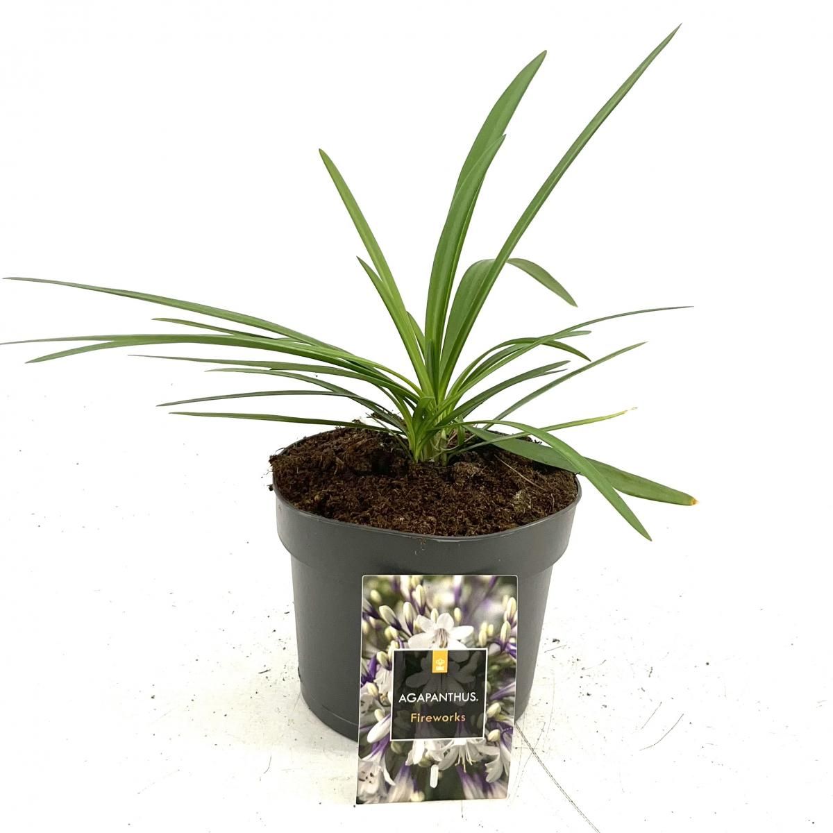 Agapanthus Fireworks, D 17 cm