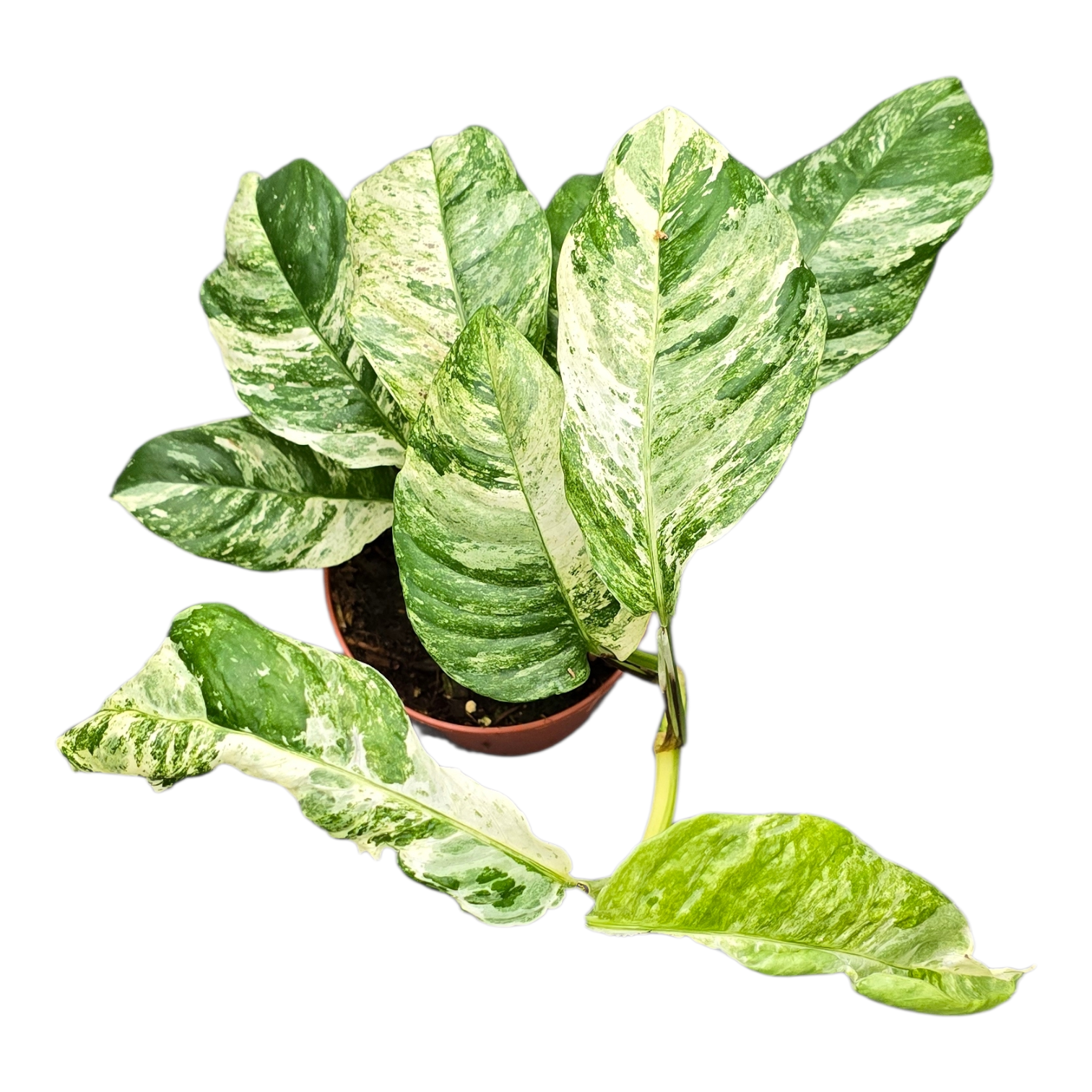 Rhapidophora Indo. Variegata, D 12